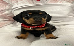 Miniature Dachshund dogs for sale: Beautiful Miniature dachshund puppies - Image 12