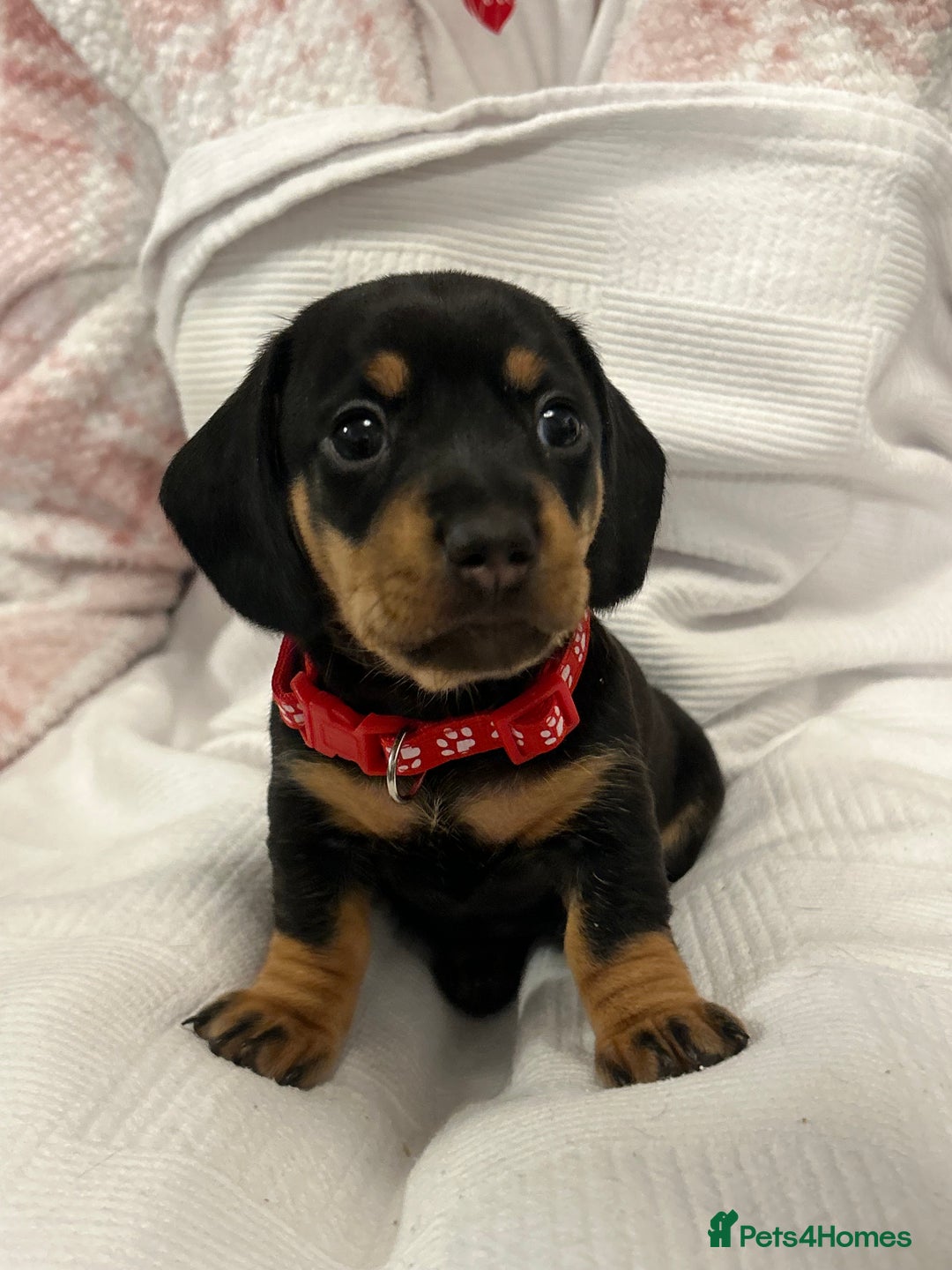 Miniature Dachshund dogs for sale: Beautiful Miniature dachshund puppies - Image 12