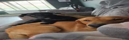 Mixed Breed dogs for sale: 3 dogs - Advert 2