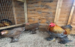 Chickens poultry for sale: Brahma bantams  - Image 2