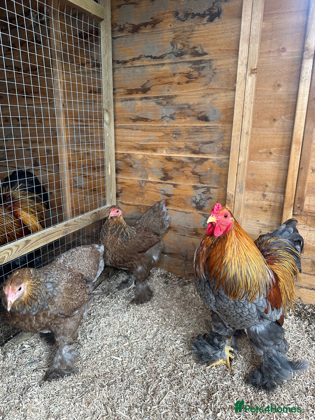 Chickens poultry for sale: Brahma bantams  - Image 2