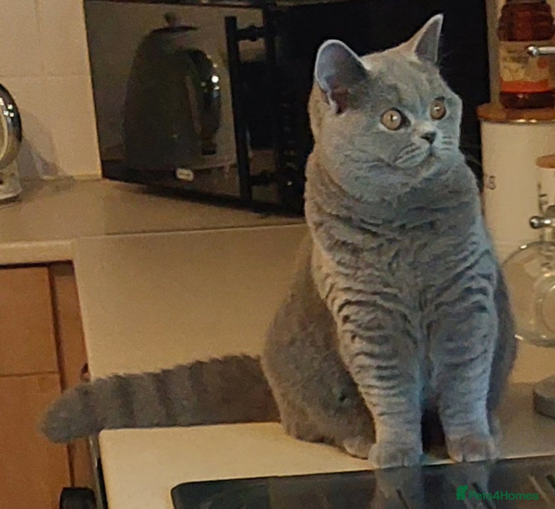 British Shorthair cats for sale: ‼️PRESTIGIOUS‼️🏆CH SIRED FEMAL - Advert 21