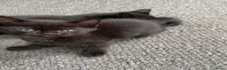 Mixed Breed cats for sale: Mixed ragdoll kittens for sale  in Coventry - Advert 9
