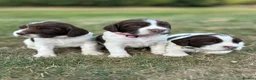 English Springer Spaniel dogs for sale: KC registered family friendly Springer Spaniels - Advert 3