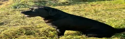 Labrador Retriever dogs for sale: True Show Line Labrador Puppies  - Advert 5