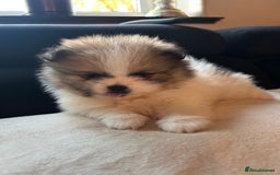 Pomeranian dogs for sale: Unique patterned Pomeranians 🩵🩷 - Image 8
