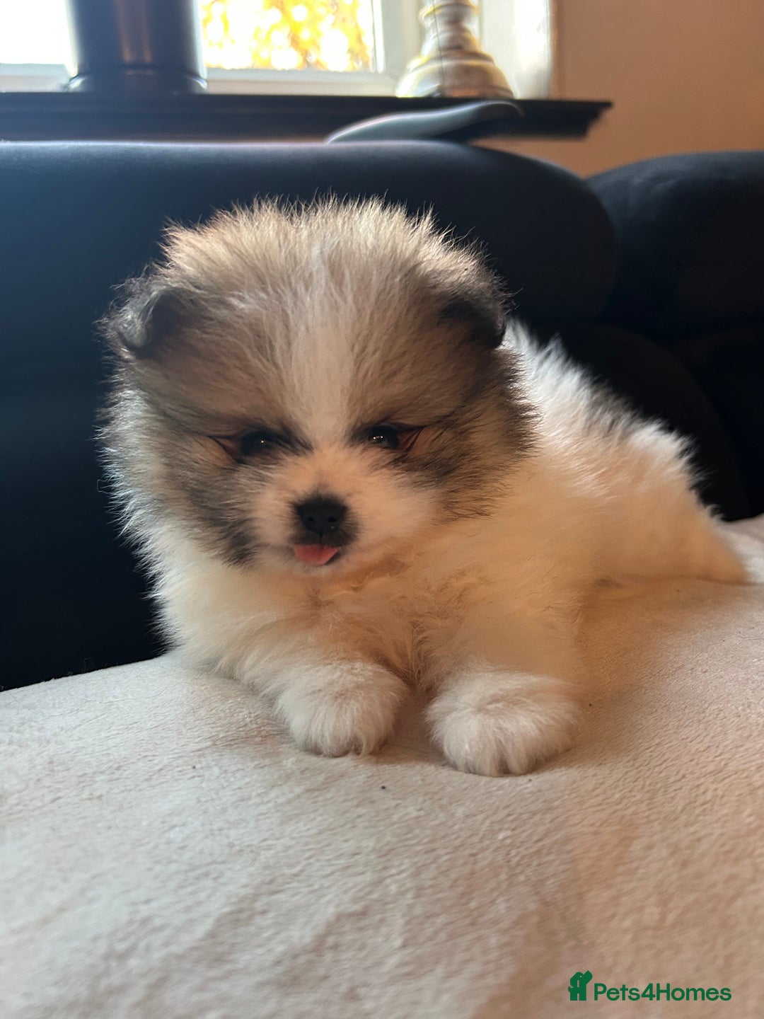 Pomeranian dogs for sale: Unique patterned Pomeranians 🩵🩷 - Image 8