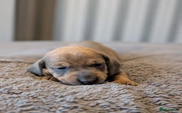 Miniature Dachshund dogs for sale: Miniature Dachshund Puppies For Sale  - Advert 21