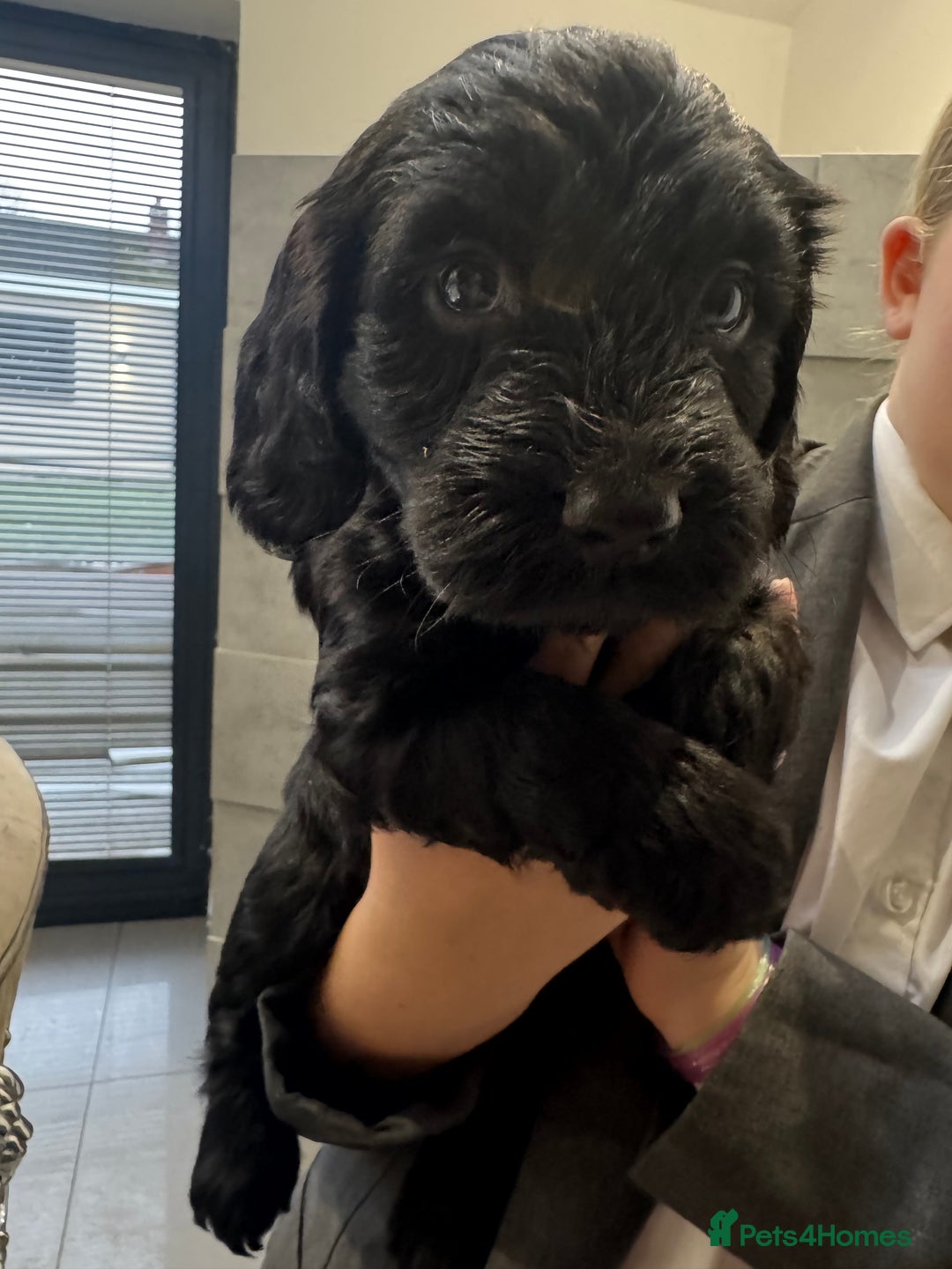 Cockapoo dogs for sale: Beautiful black F1B cockapoo boy ready next week  - Advert 28