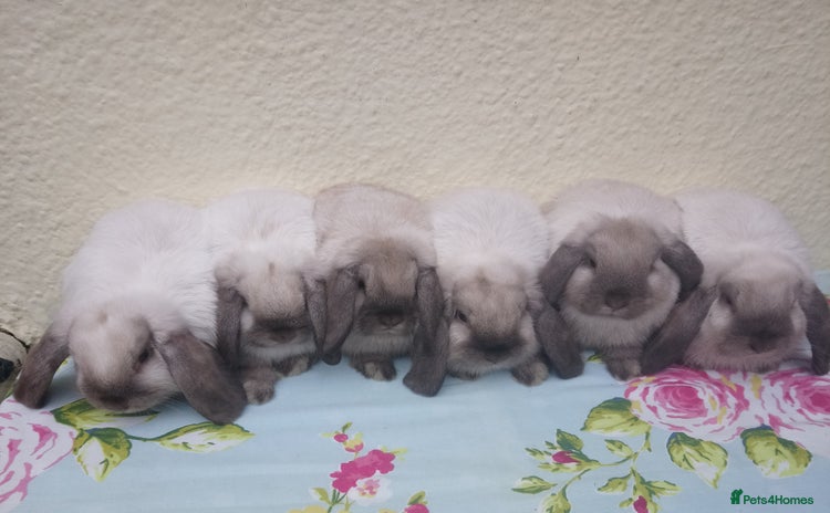 Mini Lop rabbits - Advert 1