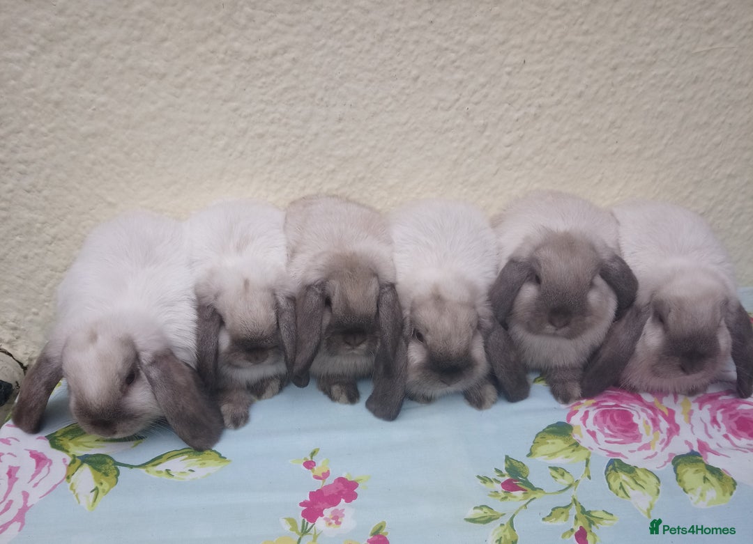 Mini Lop rabbits for sale: Pedigree mini lops - Image 1