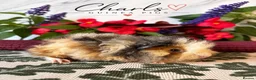 Guinea Pig rodents for sale: LOTS OF BABY Guinea Pigs for sale  - Advert 20