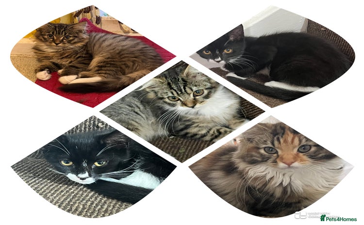 Mixed Breed cats - Advert 1