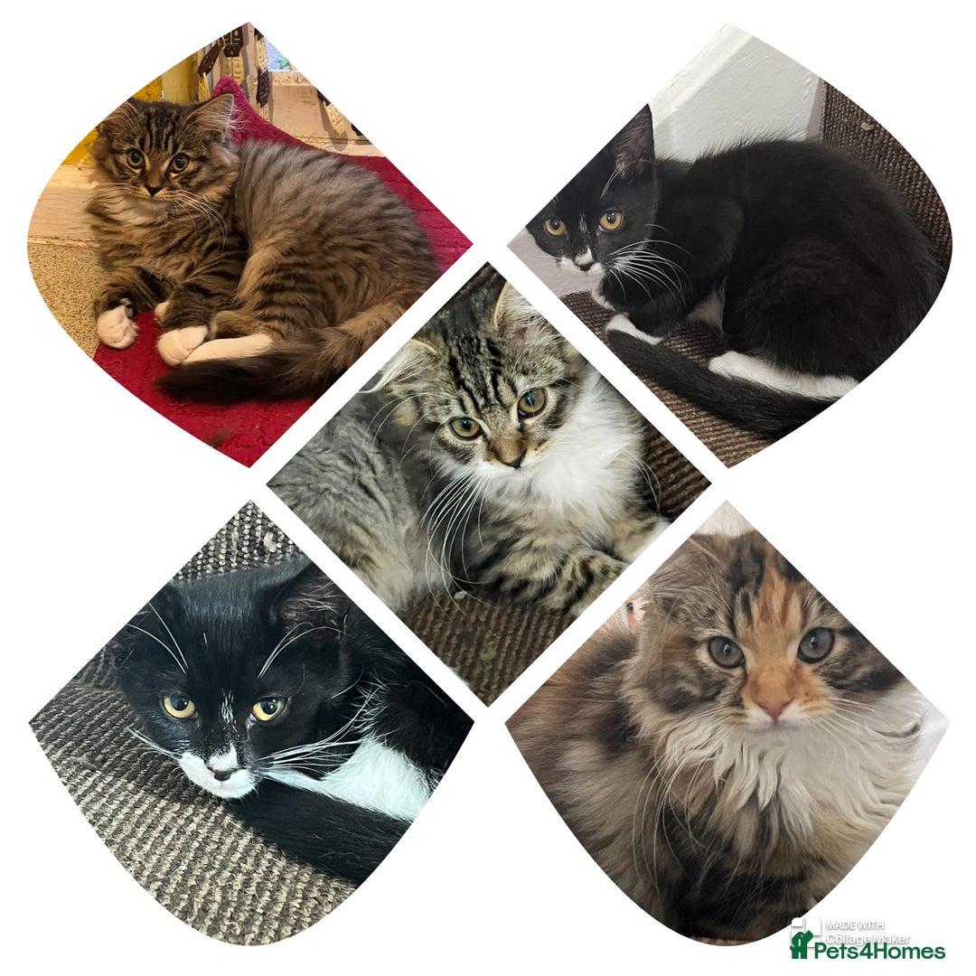Mixed Breed cats for sale: Beautiful kittens  - Image 1
