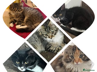 Norwegian Forest Cat cats - Advert 3