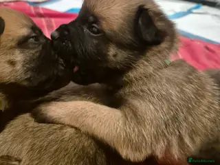 Belgian Shepherd Dog dogs KC Registered Belgian Malinois - Advert 1