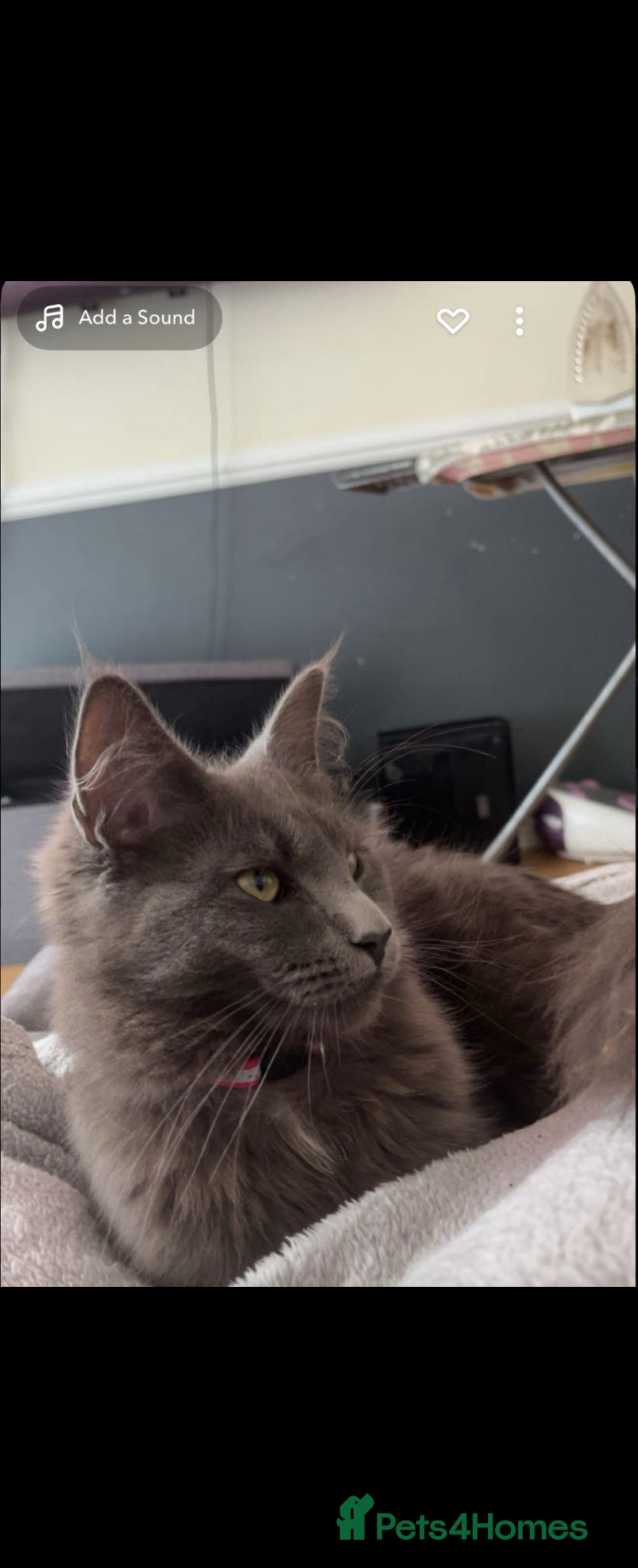 Maine Coon cats for sale: 1 male & 1 female maine coone kittens.  - Advert 14