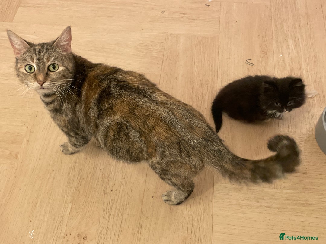 Mixed Breed cats for sale: 4 Beautfiul Kittens for Sale  - Advert 7