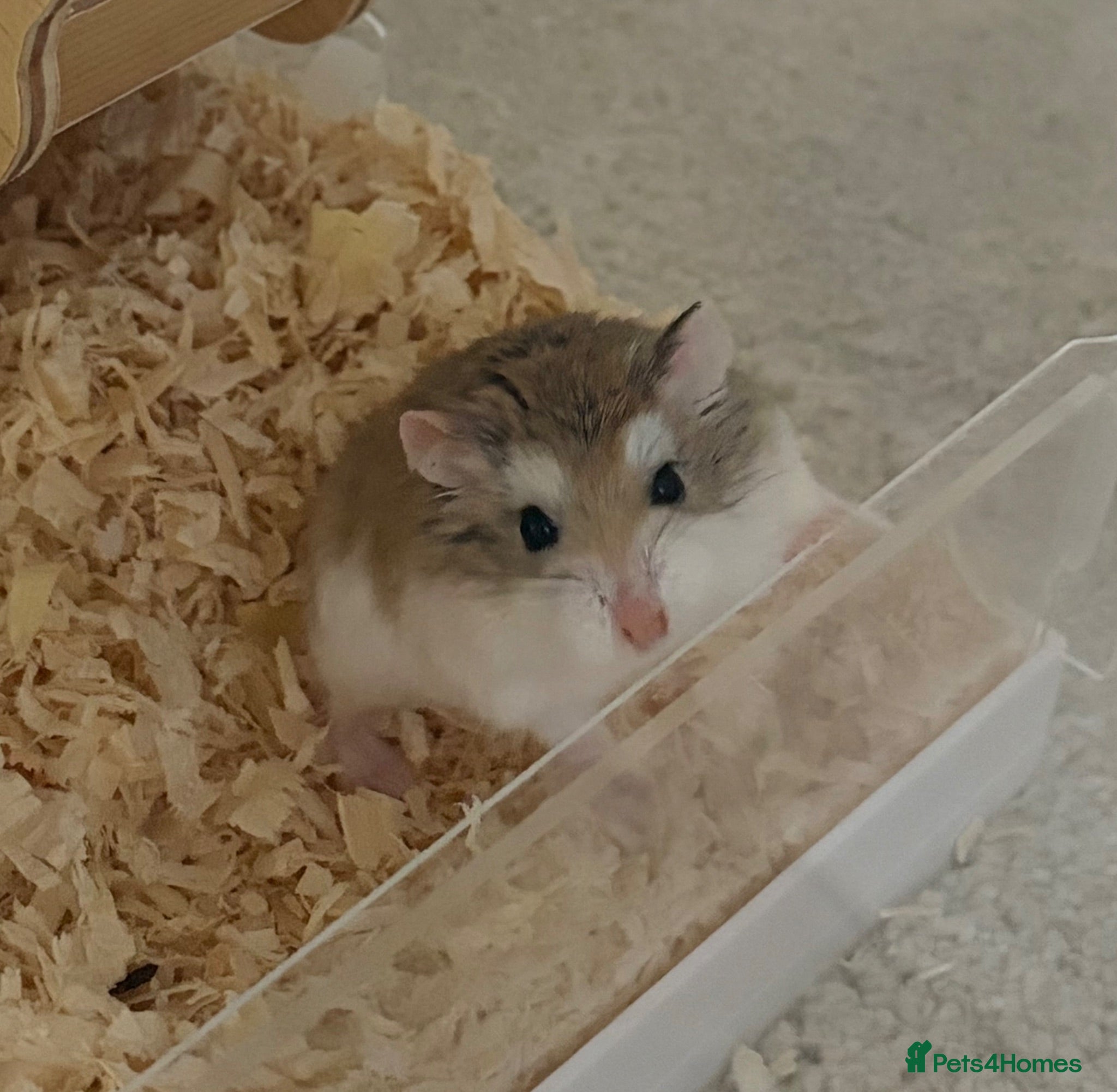 Hamster rodents 🐹Lovely Roborovski Dwarf Hamster Liverpool - Advert 1