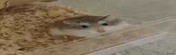 Hamster rodents for sale: 🐹Lovely Roborovski Dwarf Hamster Liverpool - Advert 1