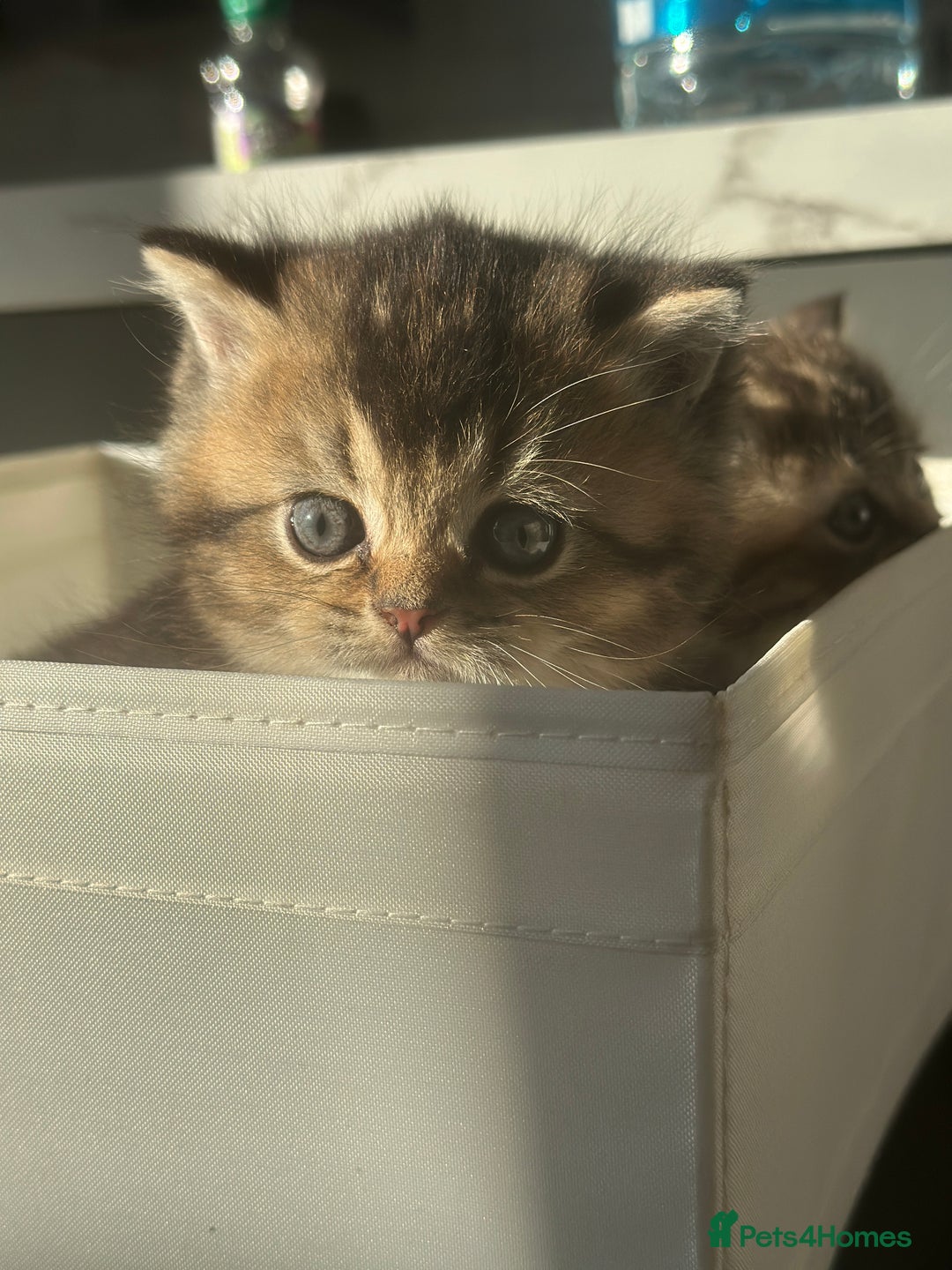 British Shorthair cats for sale: Gorgeous Brown Tabby BSH Kittens - Advert 22