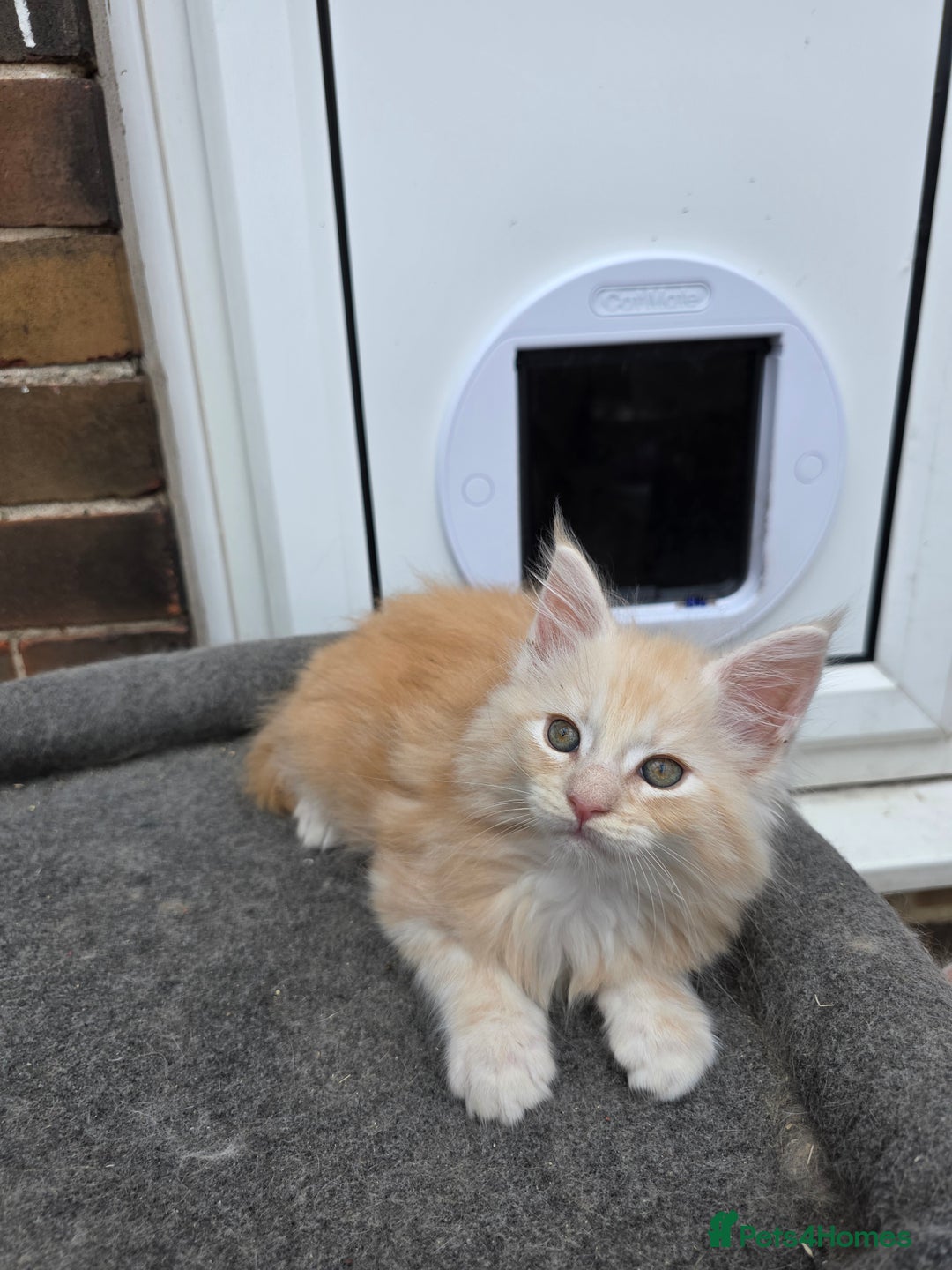 Maine Coon cats for sale:  maincoons  - Image 5
