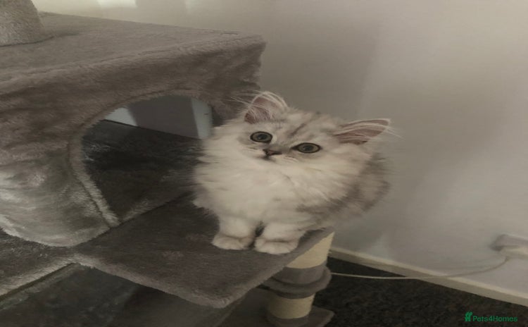 Persian cats - Advert 3