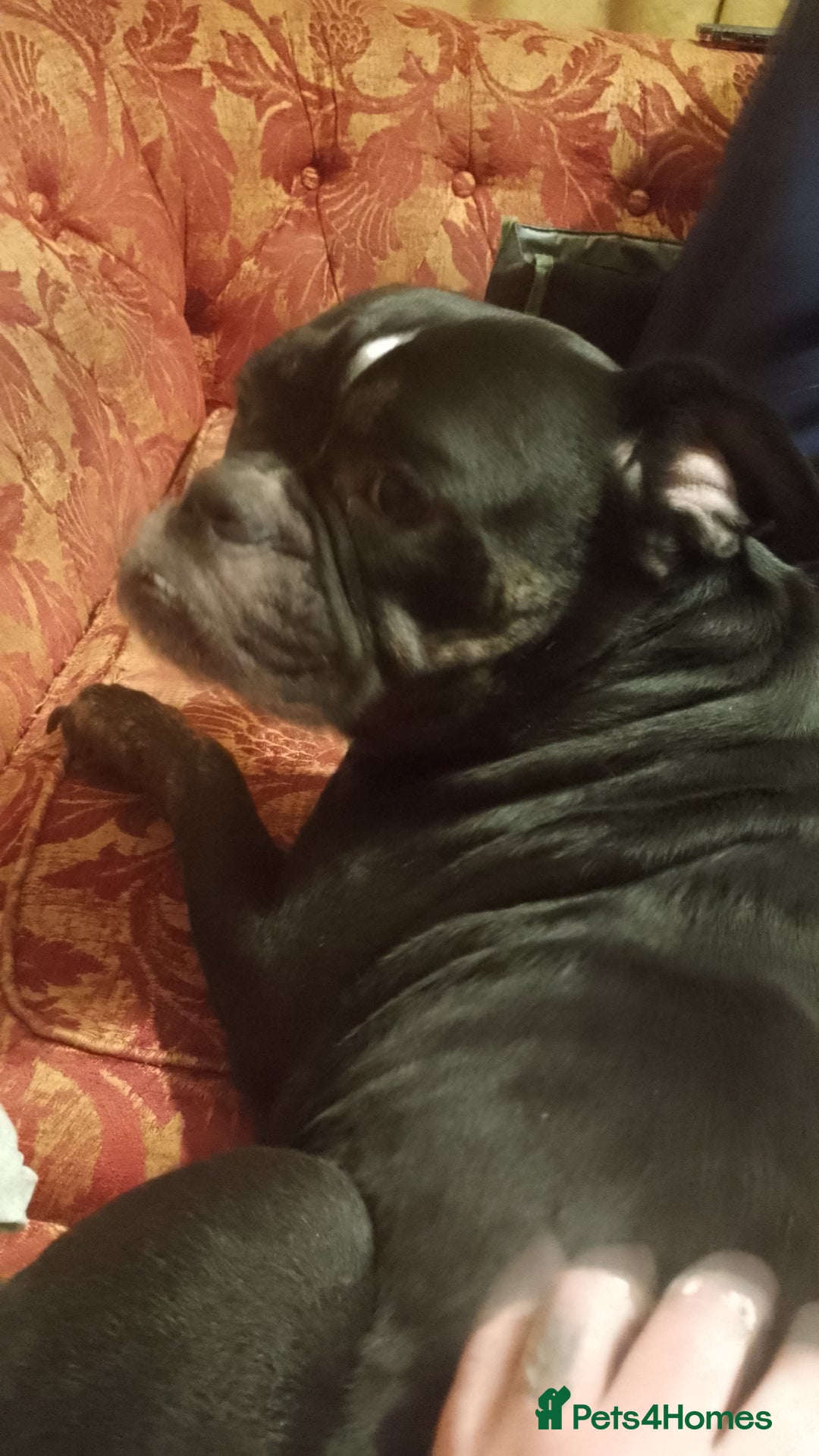 Dorset Olde Tyme Bulldogge dogs for sale: The BEST Companion you'll ever have, Diesel 💕 - Image 7