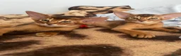 Abyssinian cats for sale: Adorable Abyssinian kittens - Advert 18