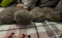 British Shorthair cats for sale: Beautiful bsh lilac kittens  - Image 4
