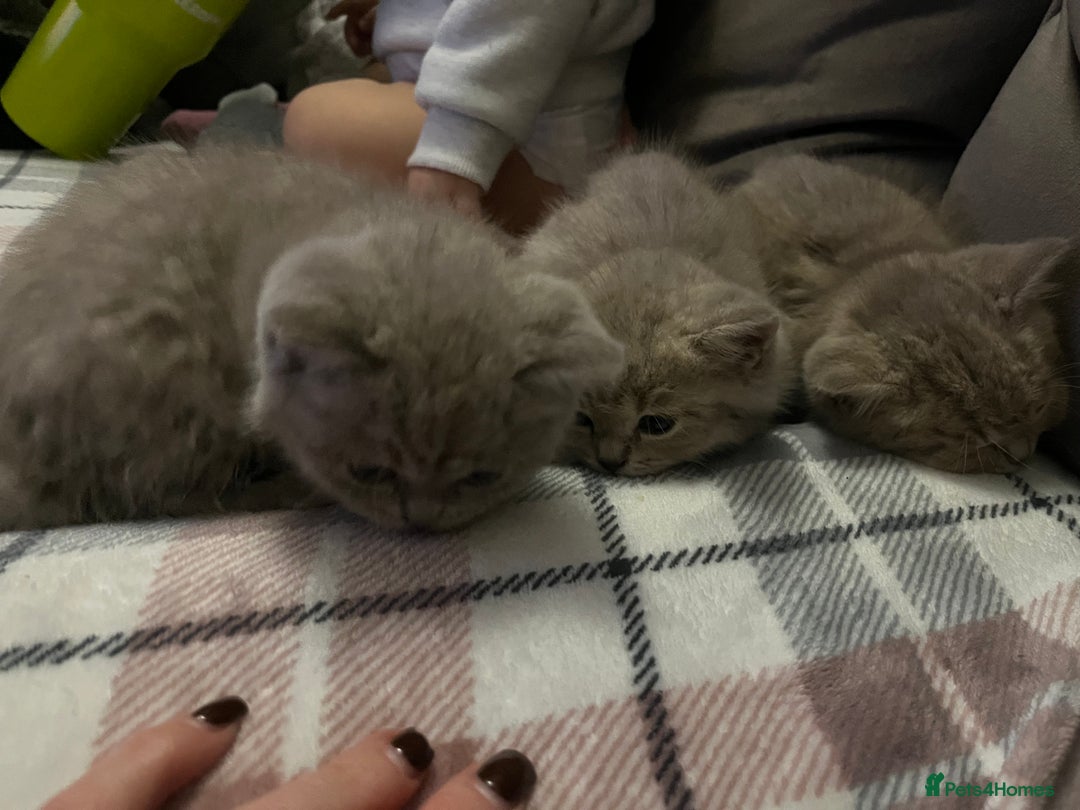 British Shorthair cats for sale: Beautiful bsh lilac kittens  - Image 4