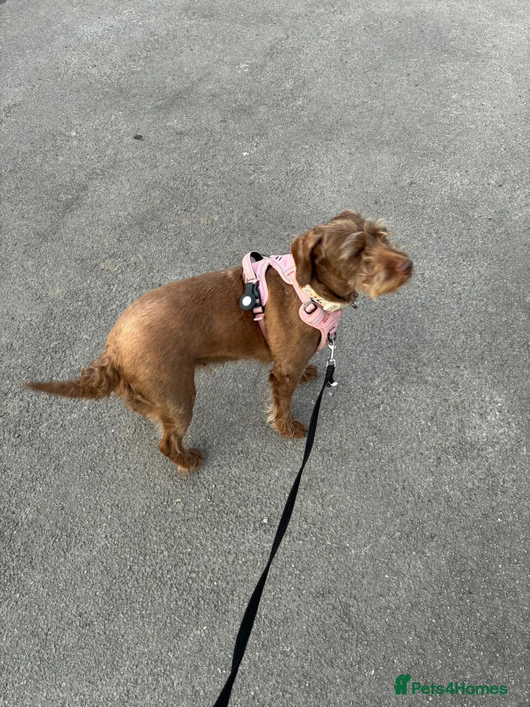 Mixed Breed dogs for sale: Dobby mixed breed female  - Advert 2