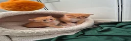 Mixed Breed cats for sale: Beautiful Playful Ginger & Tri-Colour Kittens 🐾 - Advert 30
