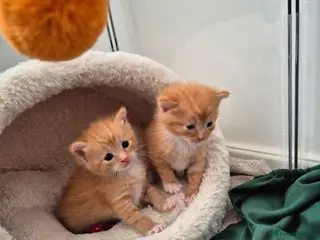 Mixed Breed cats Beautiful Playful Ginger & Tri-Colour Kittens 🐾 - Advert 15