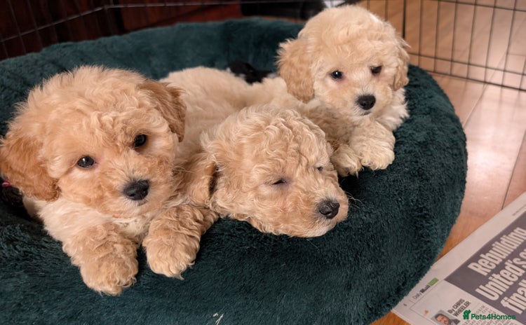 Poochon dogs - Advert 6