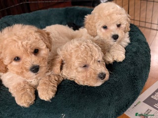 Poochon dogs - Advert 2