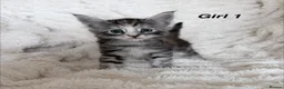 Maine Coon cats for sale: Maine coon kittens ready to reserve  - Advert 18