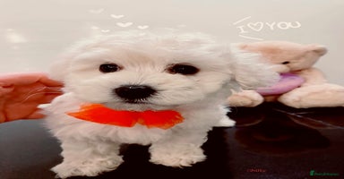 Maltipoo dogs Beautiful Maltipoo girls ready to go - Advert 7