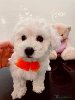 Maltipoo dogs Beautiful Maltipoo girls ready to go - Advert 7