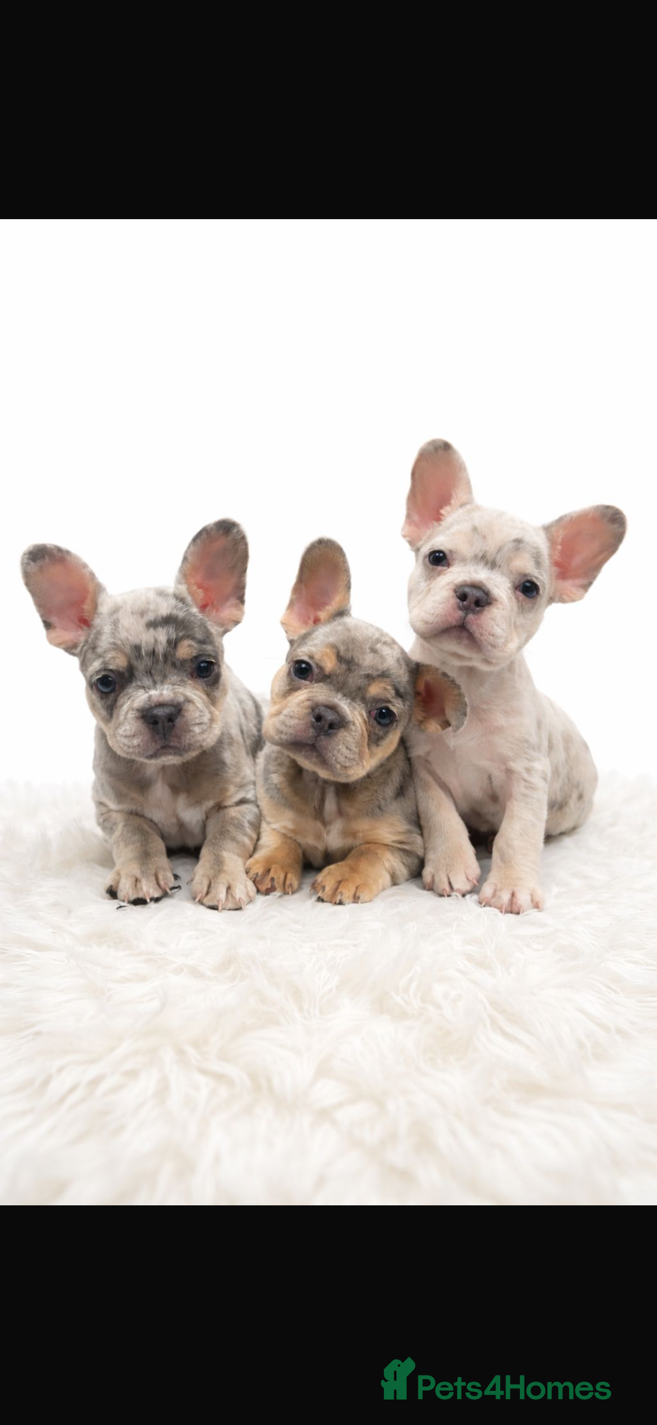 French Bulldog dogs Beautiful French Bulldog Puppies Available  - Advert 16