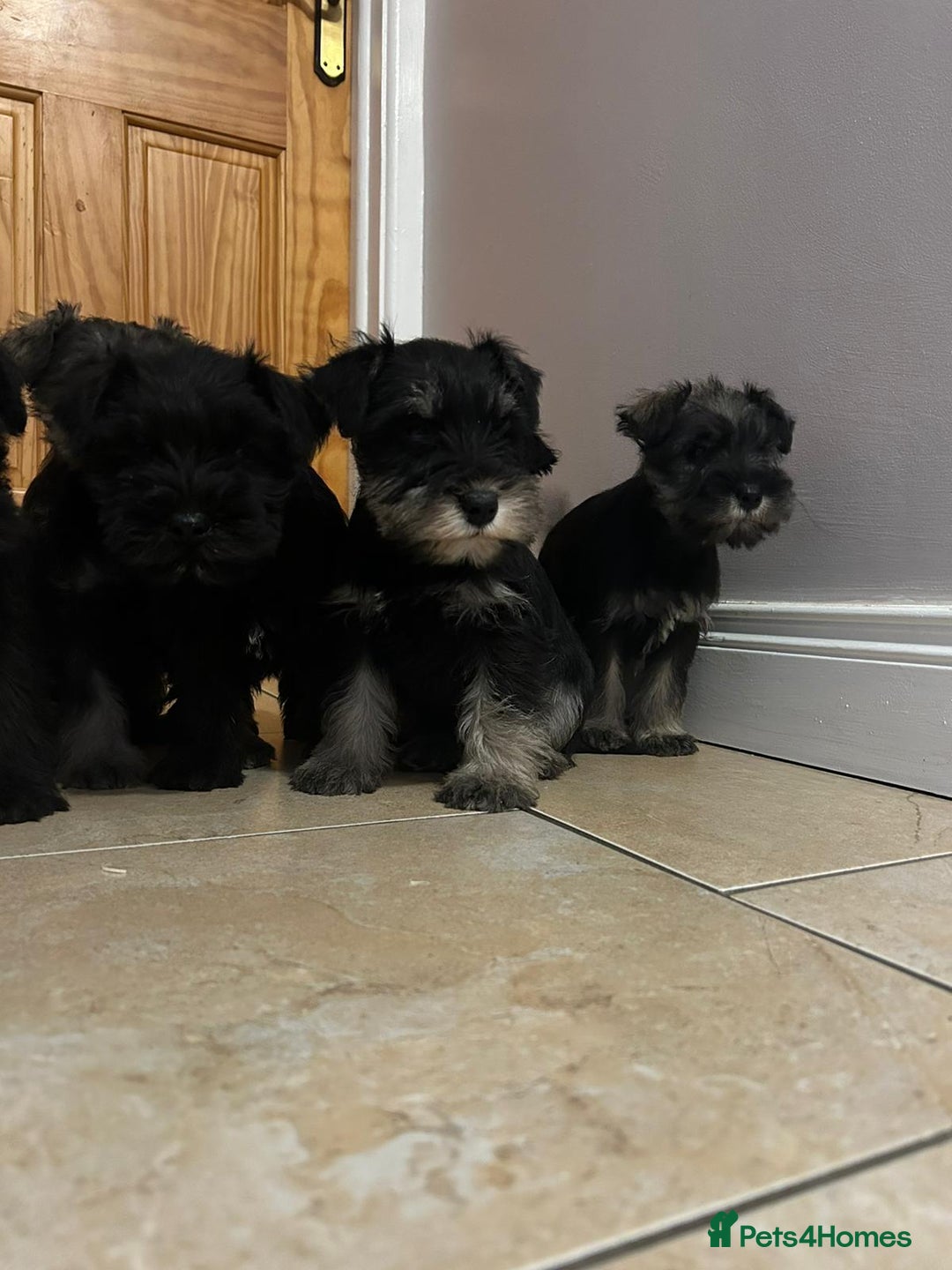 Miniature Schnauzer dogs for sale: KC Reg Miniature Schnauzer Puppies - Image 3