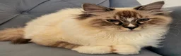 Ragdoll cats for stud: Proven Registered Stud - Advert 11