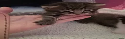 Domestic Shorthair cats for sale: Four beautiful healthy happy kittens  - Advert 13