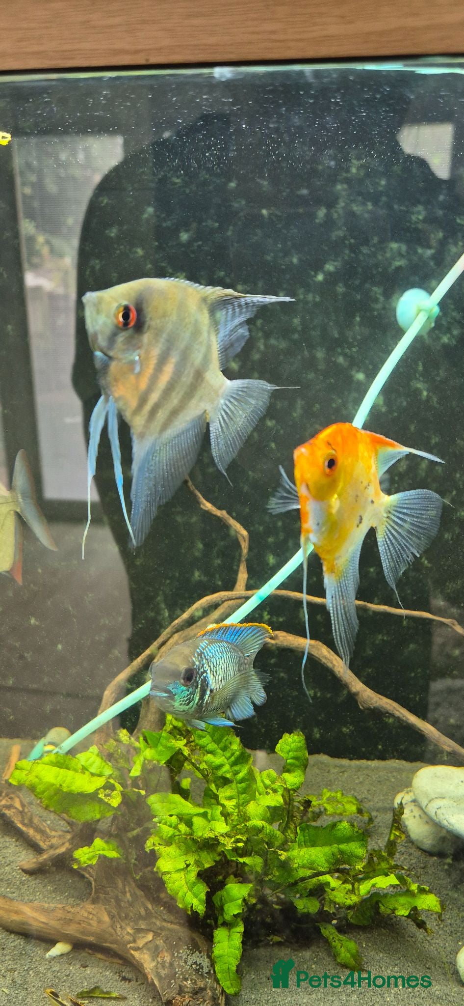 Angelfish fish Blue Ghost and Koi angelfish (separate/pair) - Advert 14