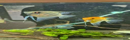 Angelfish fish for sale: Blue Ghost and Koi angelfish (separate/pair) - Advert 1