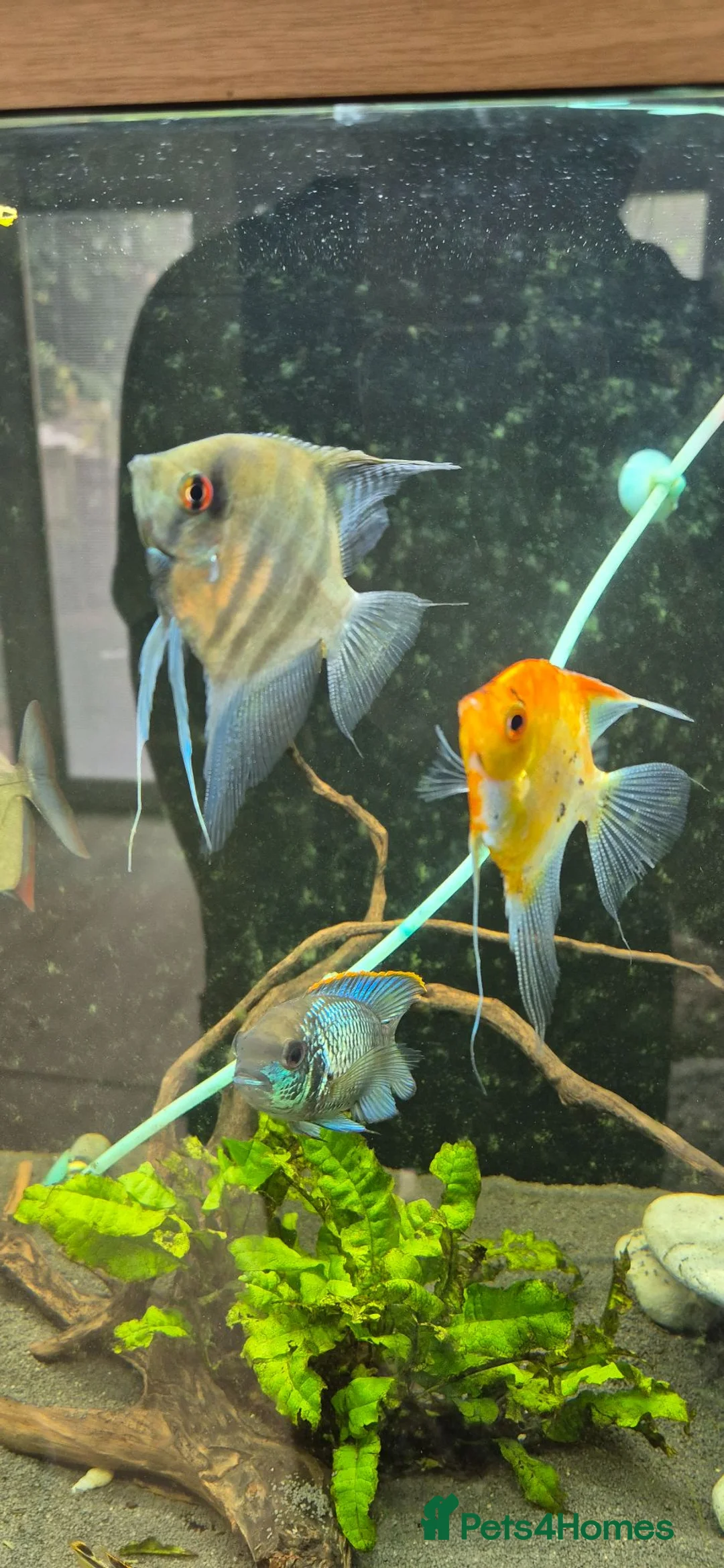 Angelfish fish for sale: Blue Ghost and Koi angelfish (separate/pair) - Advert 1