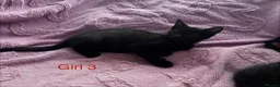 Mixed Breed cats for sale: 6 Black Kittens Ready to Leave! - Advert 13