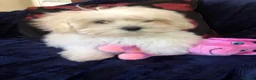 Maltipoo dogs for sale: Maltipoo puppies for sale  - Advert 32