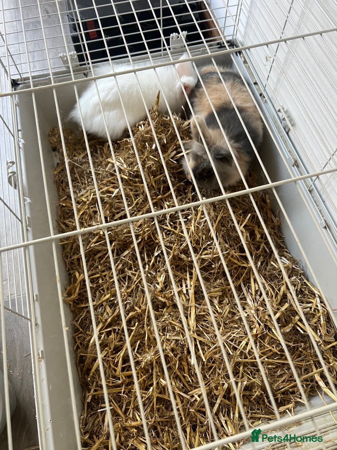 Dwarf Lop rabbits for sale: Rabbits - Image 2