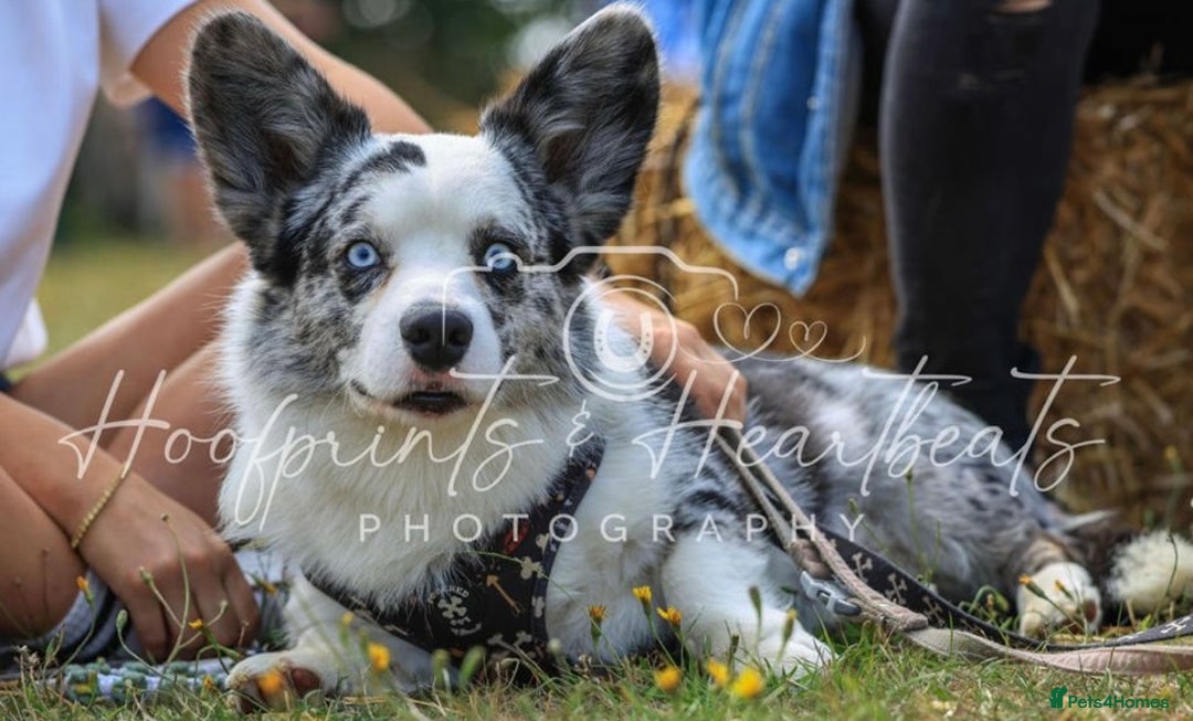 Welsh Corgi Cardigan dogs for stud: FREE STUD , blue Merle corgi, fantastic bloodlines in Wolverhampton - Image 3